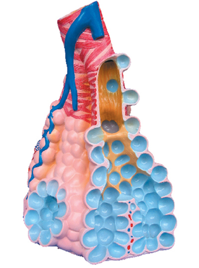 Mô hình phóng to túi phế nang của phổi